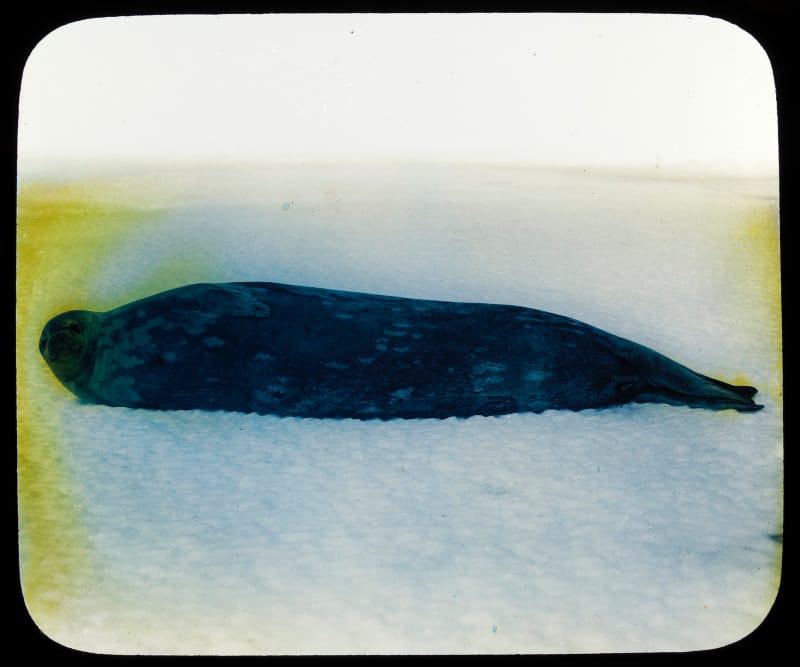 Unsounds 95U - Antarctic image